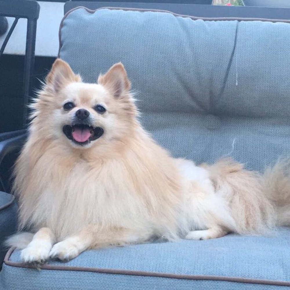 Meet your Posher, Thuy